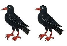 Cornish choughs (2)