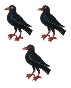 Cornish choughs (3)