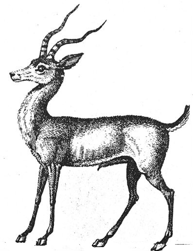 antelope