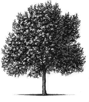 tree (ash)