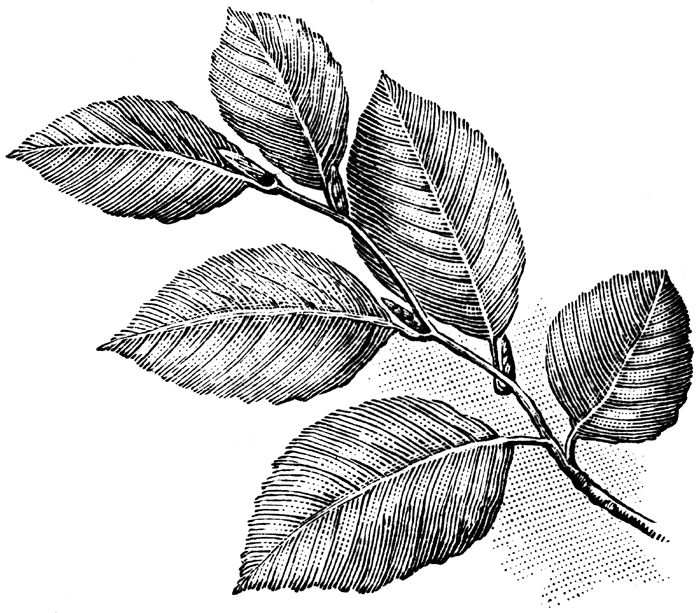 branch (beech)