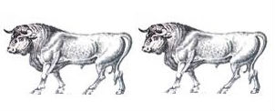 bulls (2)