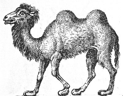 camel