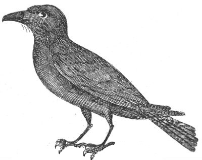 crow