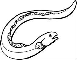 eel