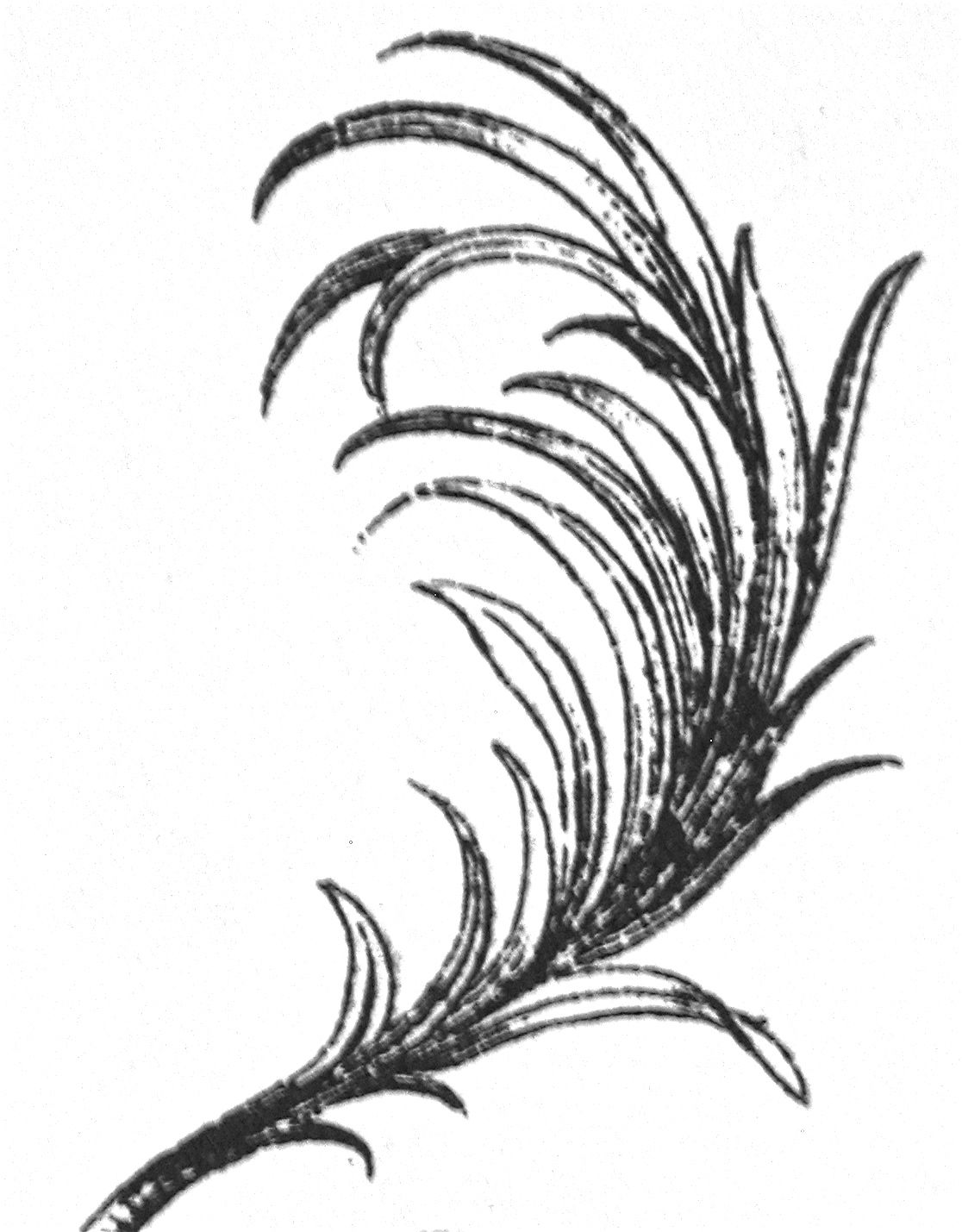 branch (palm)