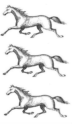 horses (3)