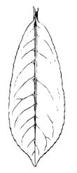 leaf (laurel)