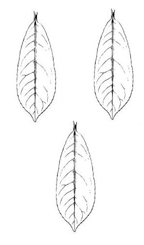 leaves (laurel) (3)