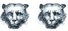 leopards faces (2)