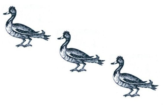 mallards (3)