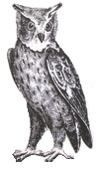 owl