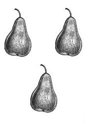 pears (3)