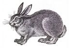 rabbit