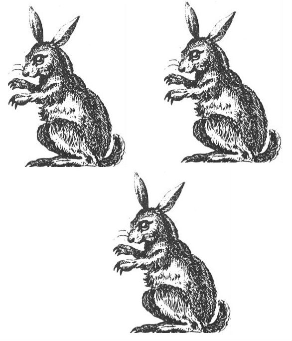 rabbits (3)