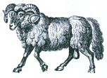 ram