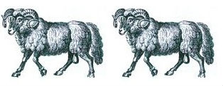 rams (2)