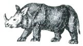 rhinoceros