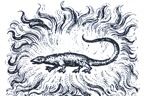 salamander