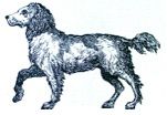 spaniel