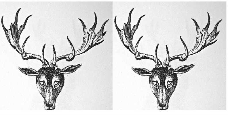 stags heads caboshed (2)