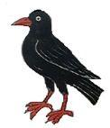 Cornish chough