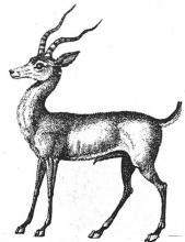 antelope