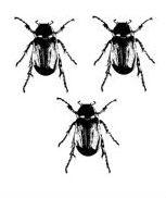 beetles (3)