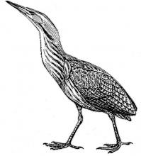 bittern