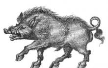 boar