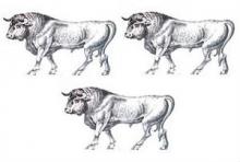 bulls (3)