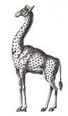 giraffe