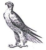 falcon