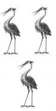 herons (3)