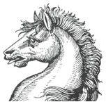 horse's head