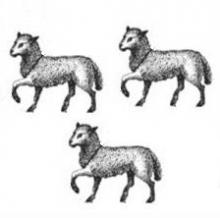 lambs (3)