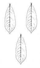 leaves (laurel) (3)