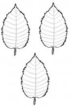 leaves (birch) (3)