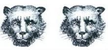 leopards faces (2)