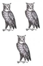 owls (3)