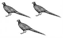 pheasants (3)