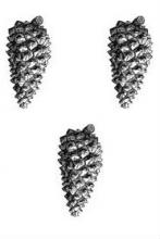 pine cones (3)