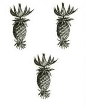 pineapples (3)