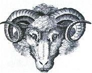 ram's head