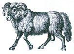 ram