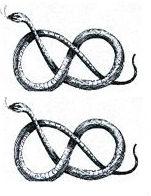 serpents (2)