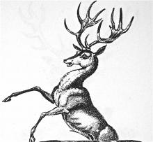 stag, demi-