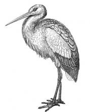 stork