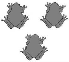 toads (3)