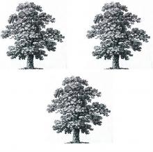 trees (oak) (3)